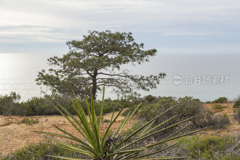 在加州圣地亚哥Torrey Pines州立公园俯瞰太平洋的丝兰植物和树